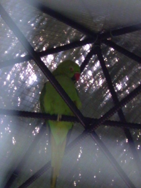 oiseaux 009.jpg