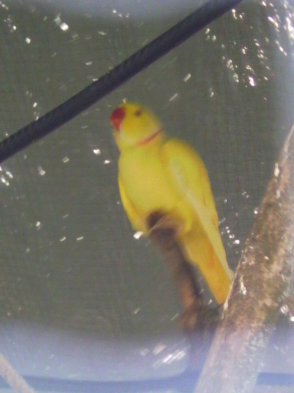 oiseaux 003.jpg
