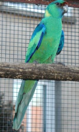 Barnard MÃ¢le 2.JPG