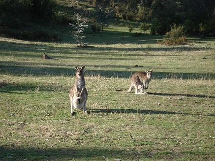 kangourou.JPG