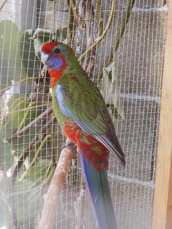 pennant male.jpg