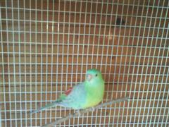 croupion mal (WinCE).JPG