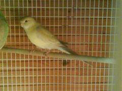 croupion1 (WinCE).JPG