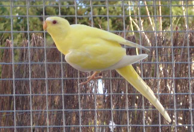 Ã©lÃ©gante lutino 1.jpg