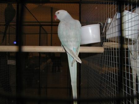 Collier Pallid Bleu.JPG