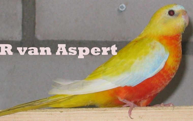 donkerfactorgeelcinnamonopalinepop [760x560].jpg