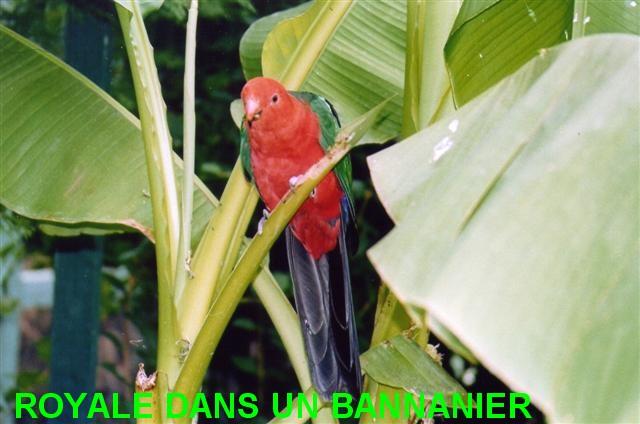 ROYALE BAN (Small) (Small).jpg