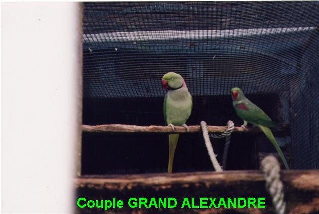 grand alexandre couple (Small).jpg