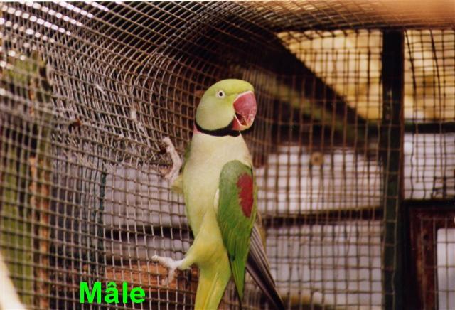 grande alexandre male (Small) (Small).jpg