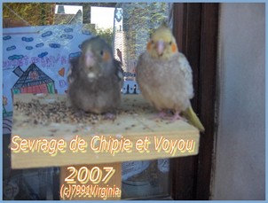 voyou_chipie_perchoir.jpg