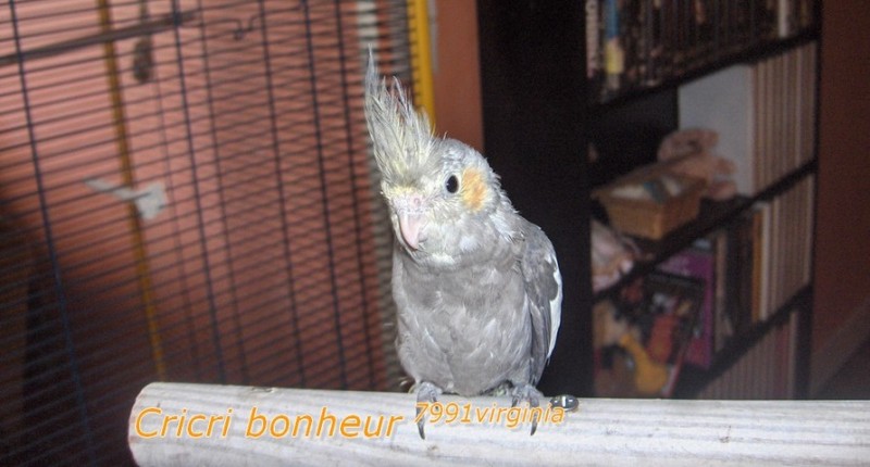 cricri_bonheur.jpg