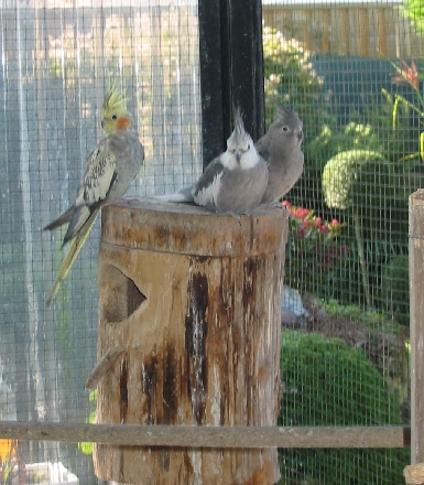 calo trio.JPG