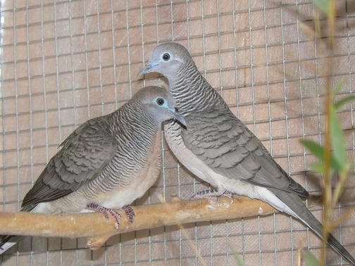 colombe.jpg