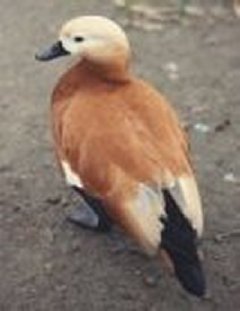 tadorne.jpg