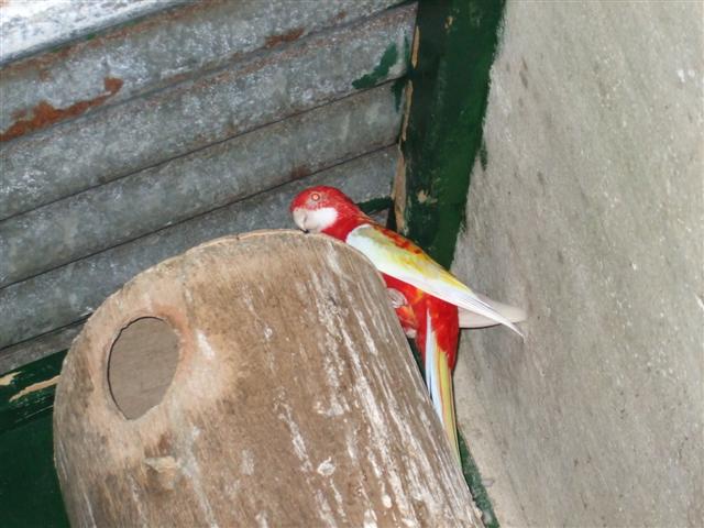 omnicolore (rubino male) (Small).jpg