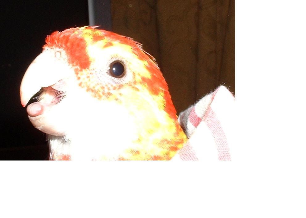 lilo2.JPG