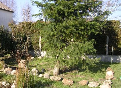 derriÃ¨re le sapin.jpg