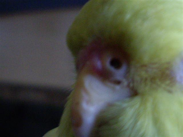 Tchouki 041 (Small).jpg