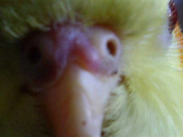 Tchouki 042 (Small).jpg