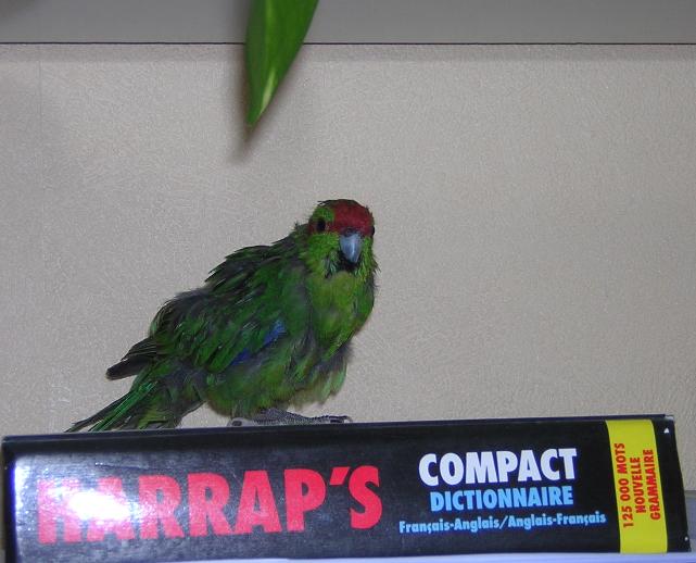 sur harrap's.jpg