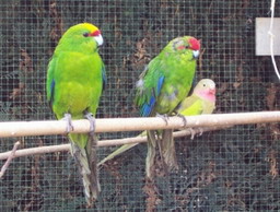rox_chipie_couple_kakariki_001_redimensionner.jpg