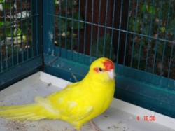 kakarikijaune.jpg