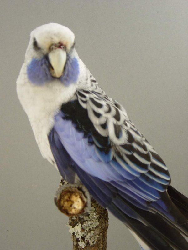 Pennant bleu .jpg