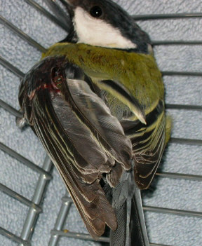 mÃ©sange 4.jpg
