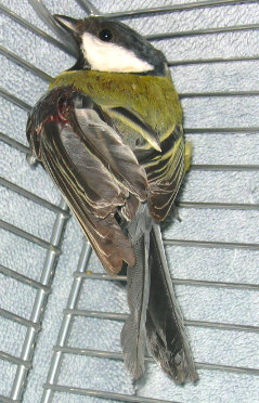 mÃ©sange 2.jpg