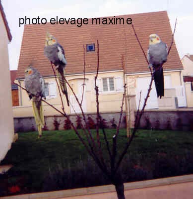 mes calo.jpg