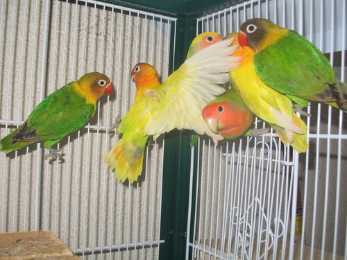 oiseaux 002.jpg