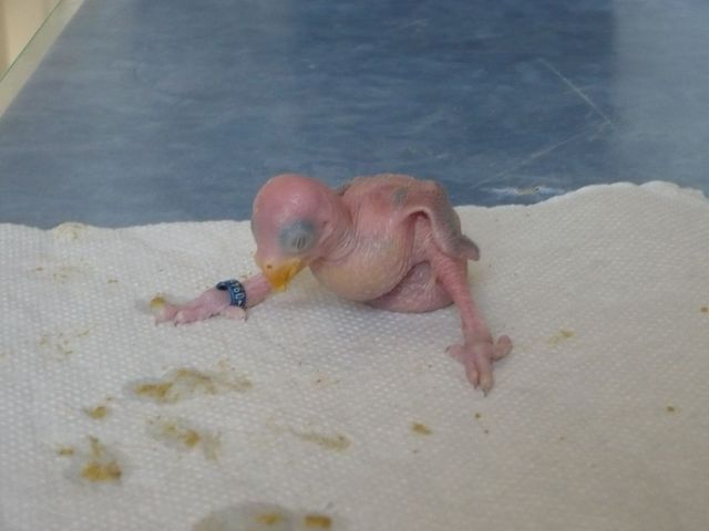 tete de prune 02.JPG