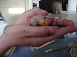 tete de prune 01.JPG