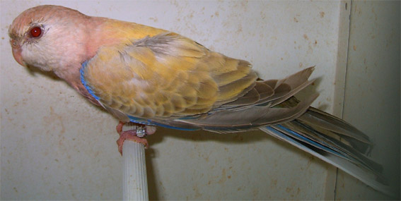 bourke mutation 2.jpg