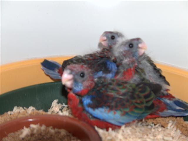 PENNANTS BB EAM 08.jpg