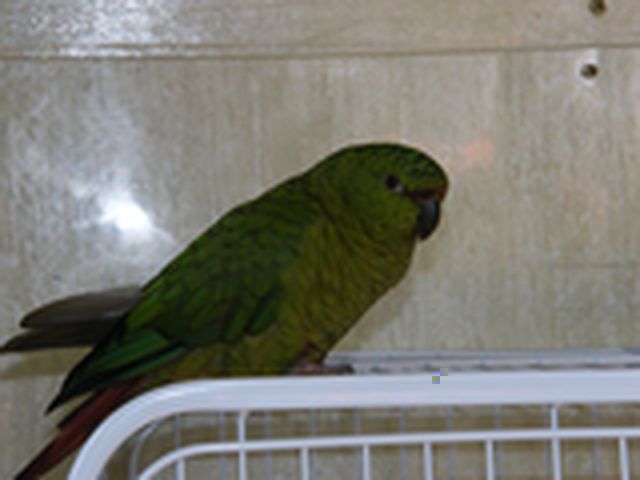 coco12.jpg