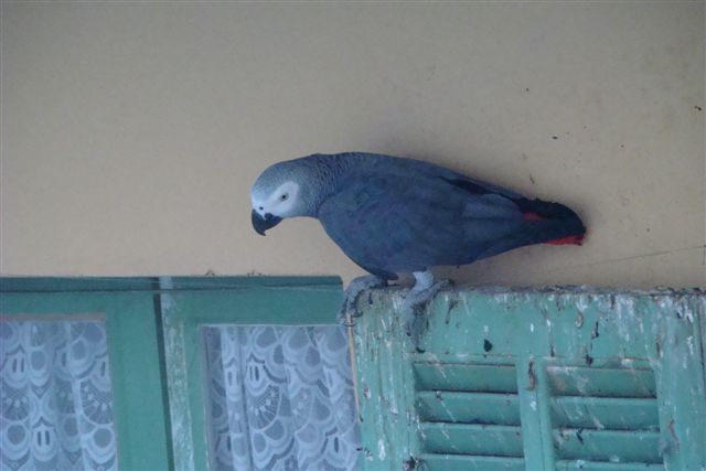 gabonais libertÃ© (1).JPG