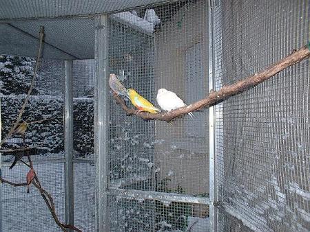 VOLIERE NEIGE 04.1.JPG