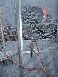 VOLIERE NEIGE 05.1.JPG