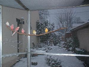 VOLIERE NEIGE 06.1.JPG