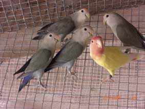 3jeunes gris2008.JPG