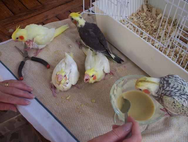 oiseaux valou 049.jpg