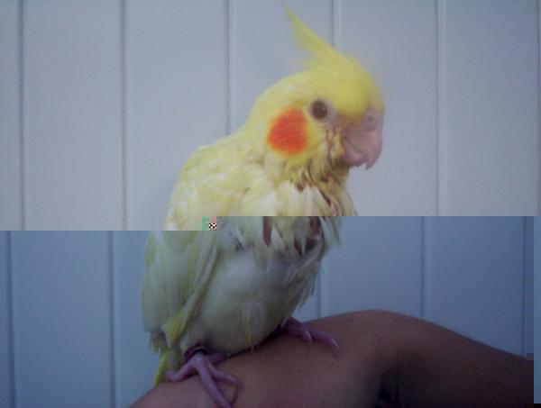 oiseaux valou 110.jpg