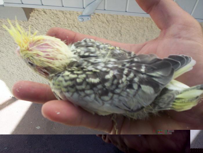 oiseaux valou 2eme couvÃƒÂ©e 027.jpg