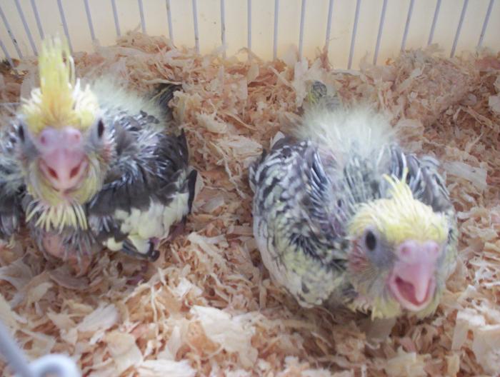 oiseaux valou 2eme couvÃƒÂ©e 017.jpg