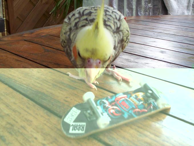 oiseaux valou 2eme couvÃƒÂ©e 007.jpg