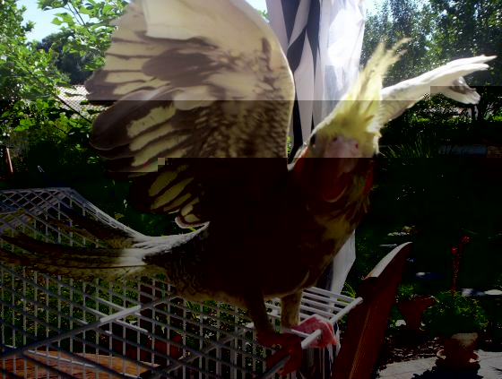 oiseaux valou 2eme couvÃƒÂ©e 018.jpg