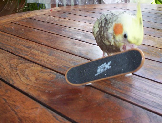 oiseaux valou 2eme couvÃƒÂ©e 006.jpg