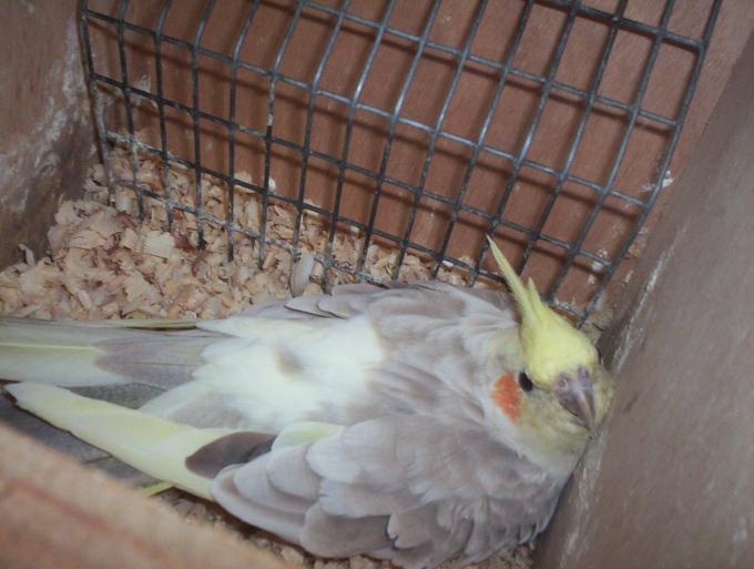 oiseaux valou 2eme couvÃƒÂ©e 028.jpg