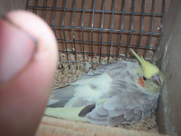 oiseaux valou 2eme couvÃƒÂ©e 029.jpg